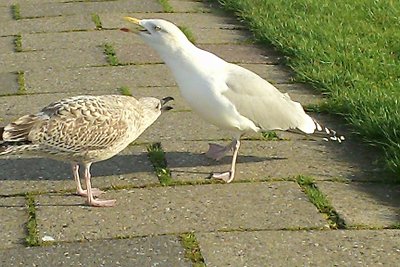 Appartement Deichtraum 50m naar het strand zee