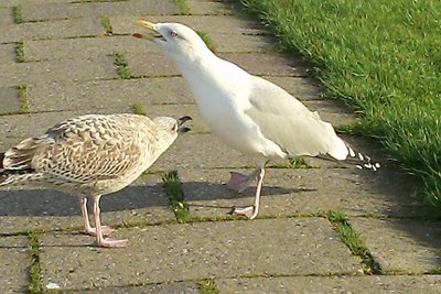 Lütje Huus Carolinensiel Harlesiel