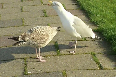 Fewo Küstentraum Erdgeschoss mit Südterasse Neuharlingersiel
