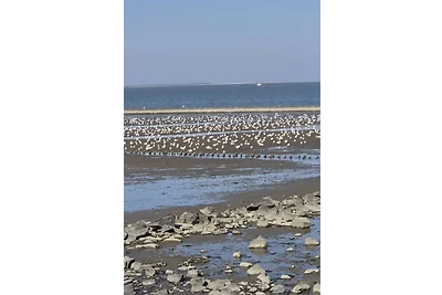 Fewo Küstentraum Erdgeschoss mit Südterasse Neuharlingersiel