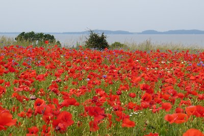 Blauwe pauze **** (Glowe/OT Polchow)