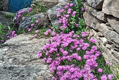 Mas Bijou am Gorges d'Heric -Caroux
