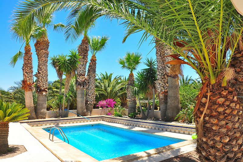 Pool im Hintergrund ist der Palmengarten