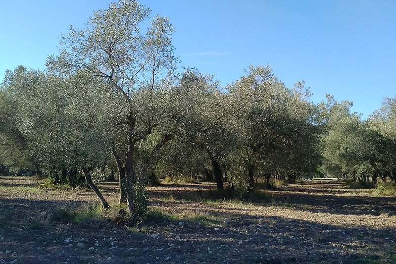 Un champ d'oliviers à Maussane.
