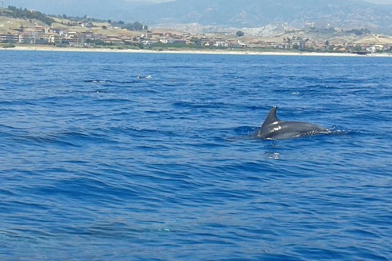 Delphine vor unserem Boot