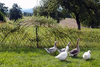 Appartamento Vacanza con famiglia Heiligenberg
