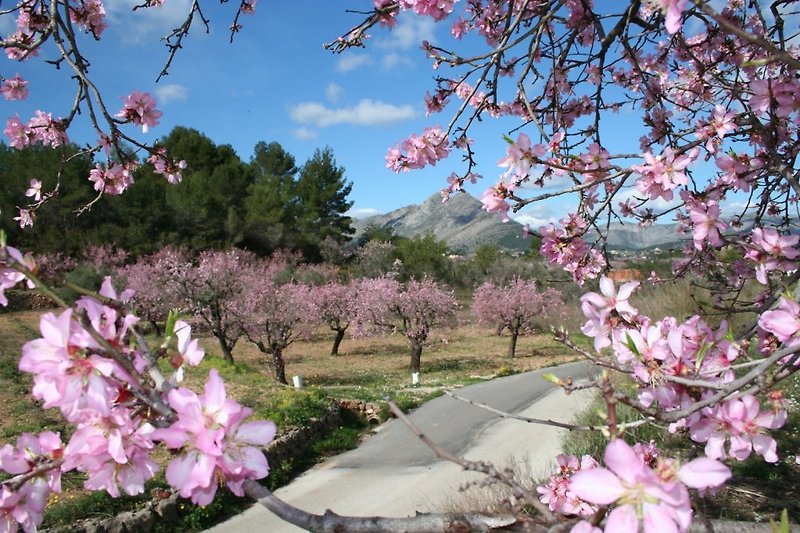 Traumhafte Mandelblüte im Zeitraum von Ende Januar bis Anfang März! 