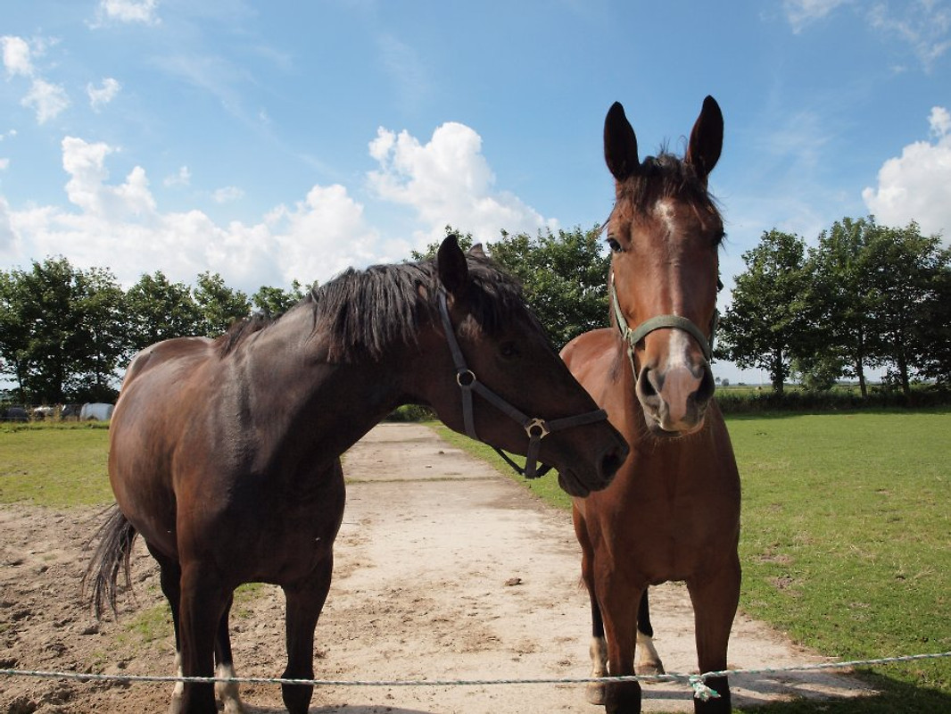 Fewo Jever - Ferienwohnung in Wittmund mieten
