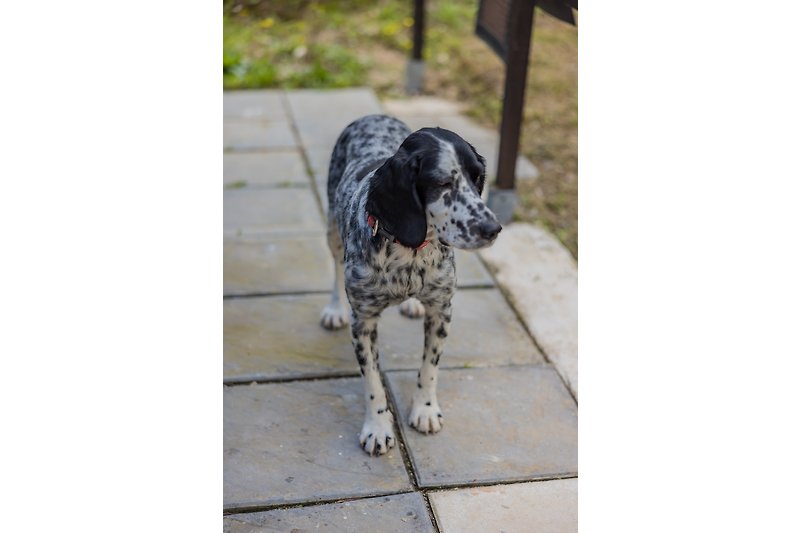 Unser Hund mit dalmatinischem Fell und neugierigem Blick auf Gesellschaft