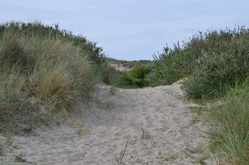 the dunes