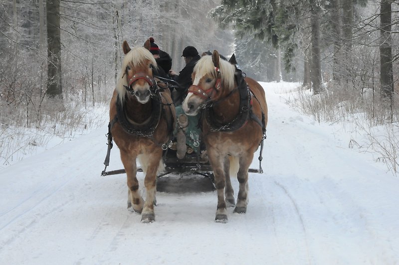 Romantic sleigh ride in the winter wonder forest.