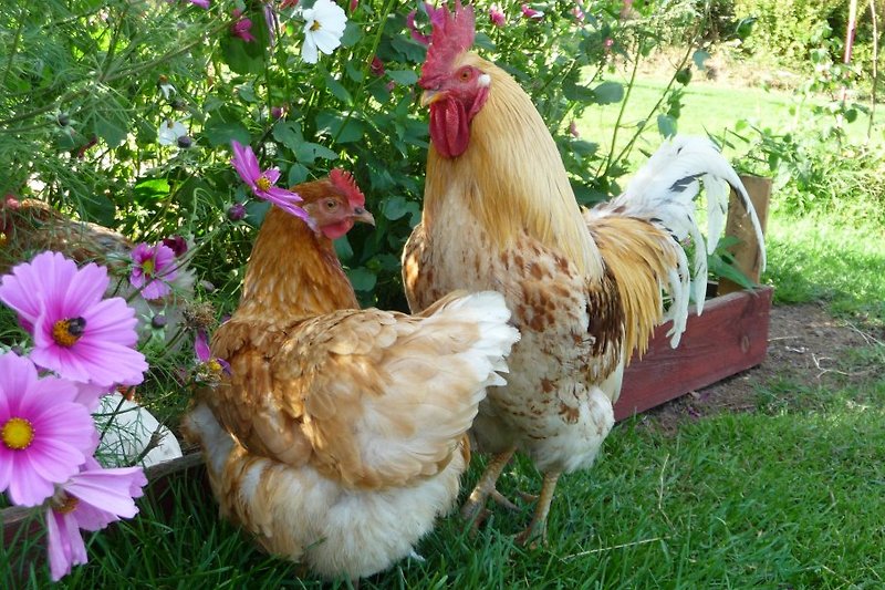Hühner,die für frische Eier auf dem Hof sorgen
