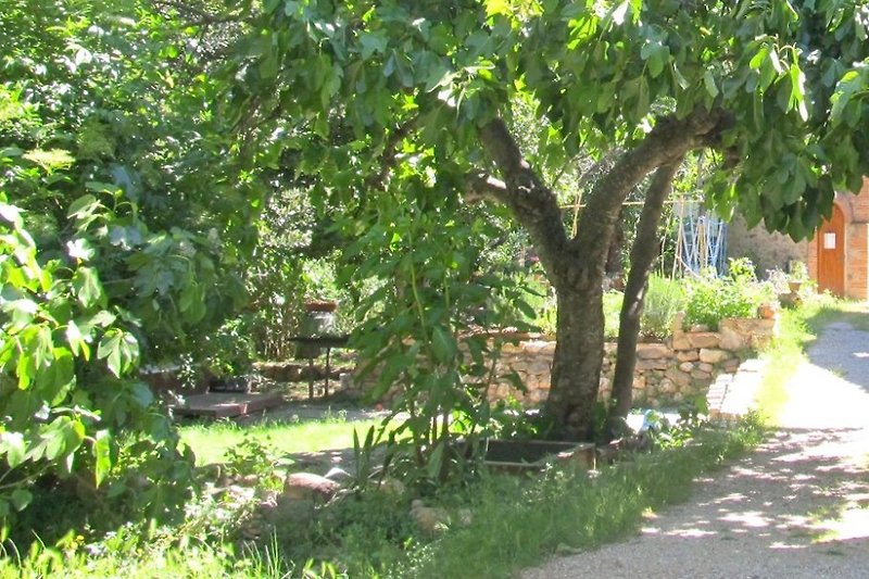 Der Garten mit dem Feigenbaum