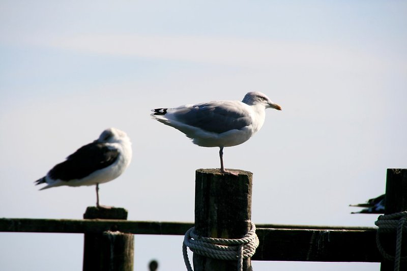 Seagulls in the fishing village of Vitt.
