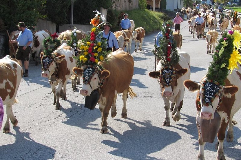 Almabtrieb in Wiesing