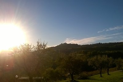 Il Vecchio Acero - Orchidea
