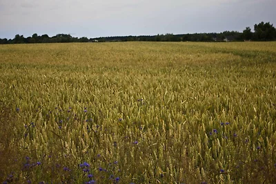 Ostseelandsitz Mira Belle Fewo 1