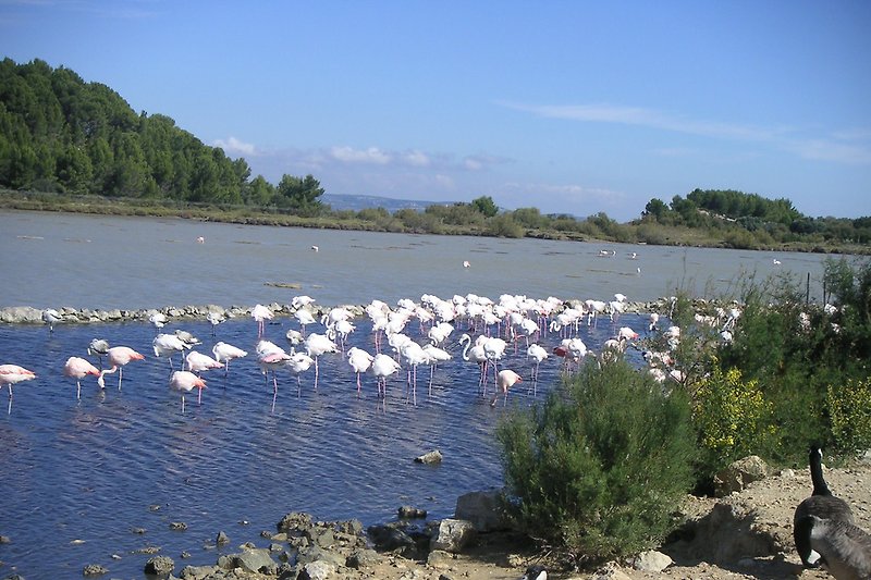 ... und auch Flamingos fühlen sich hier wohl  :-)