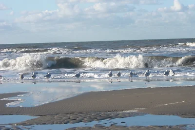 Texel 118