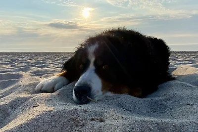 *Hundefreundliche Ostseeperle*