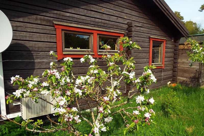 Apfelblüte hinter dem Haus