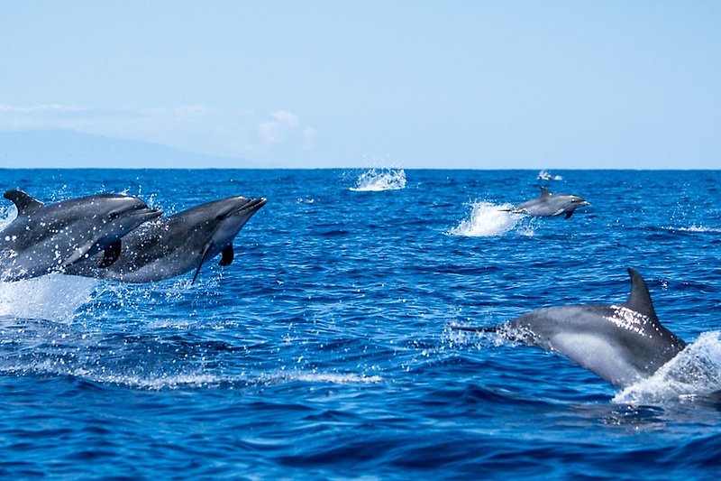 Dolfijnen bij Tazacorte strand