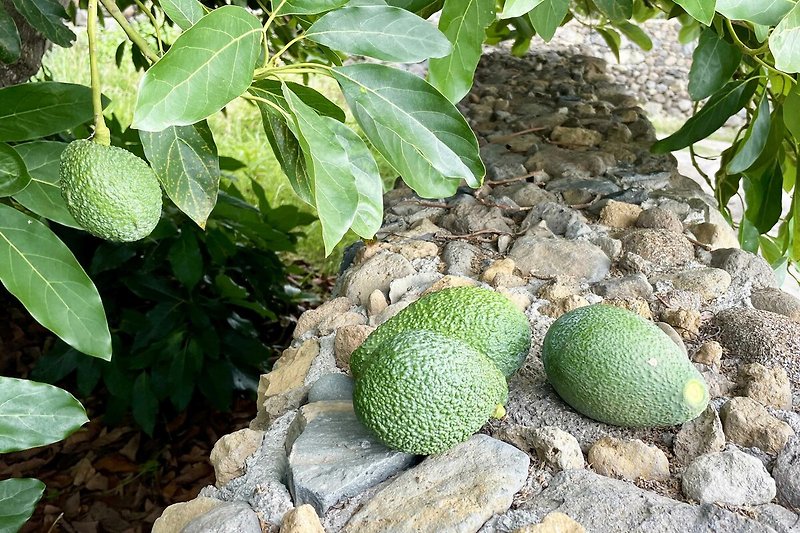 Obst Avocado Baum