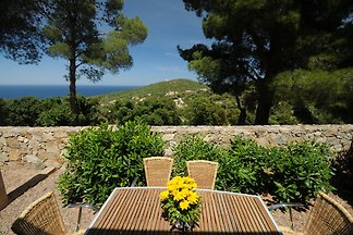 Les Pins bleus