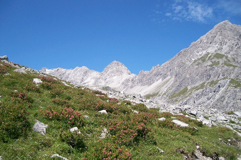 Alpenrosen,Lünersee