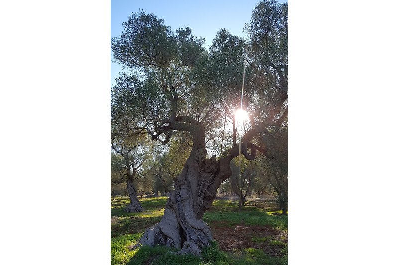 Beeindruckende Olivenplantaschen