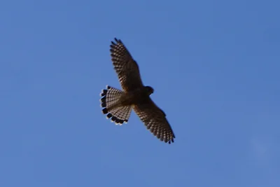 Falkenpärchen über der Siedlung Falkenpärchen über der Siedlung