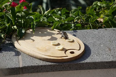 Auf Terrasse Eidechsen füttern erlaubt Auf Terrasse Eidechsen füttern erlaubt