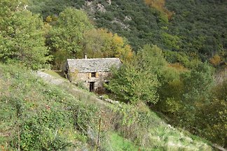 Auziale