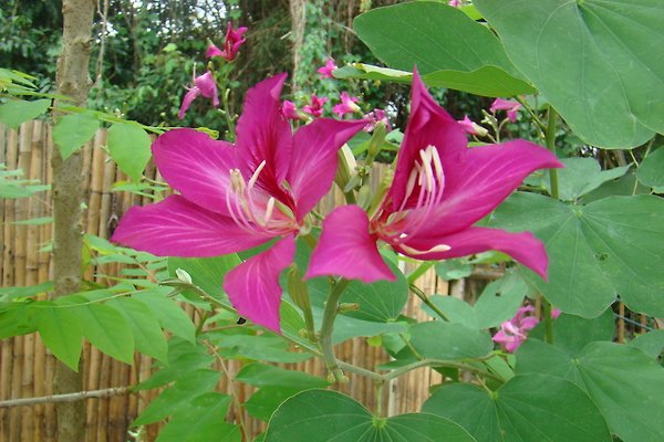 <span style="font-size:smaller;">Société Resort Ban Chiang Sawan / Chiang Mai - Thailand</span><br> Monsieur P. Srithep <span style="font-size:smaller;">Société Resort Ban Chiang Sawan / Chiang Mai - Thailand</span><br> Monsieur P. Srithep