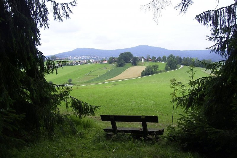 Waldrand bei Grünbach