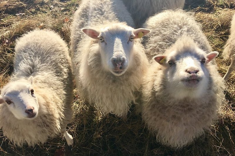 die Schafe hinter dem Haus