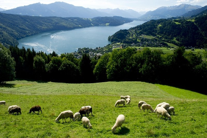 Den Schafen beim Grasen zusehen und die Seele baumeln lassen - Sommer am Millstätter See... ©Daniel Zupanc/Kärnten Werbung