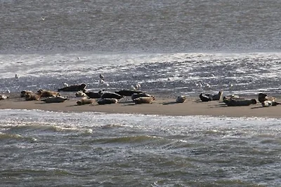 Vakantieappartement Gezinsvakantie Esens