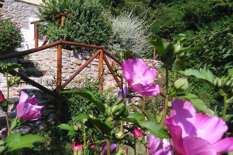 Garten Biancospino