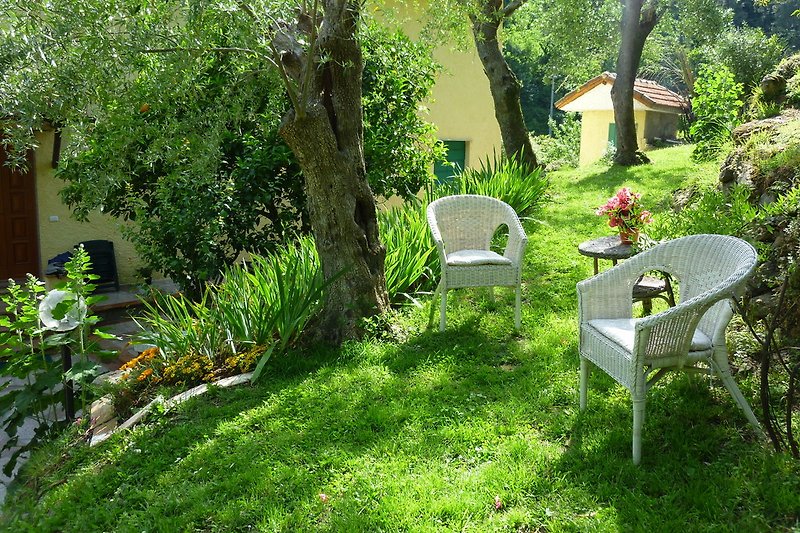 relax under the olive trees