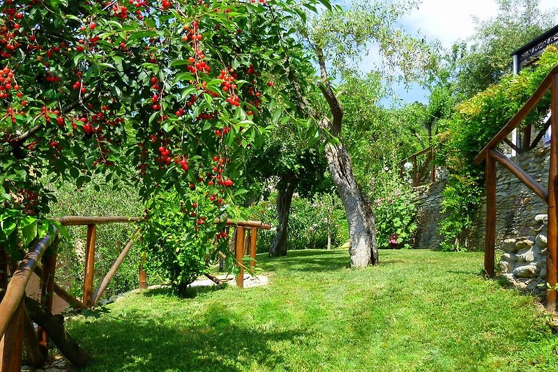 The cherry tree laden with fruit in June