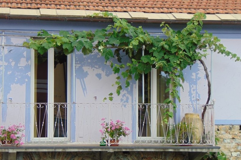Weinreben auf dem kleinen Balkon.