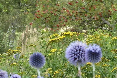 Ferienwohnung Wildblume