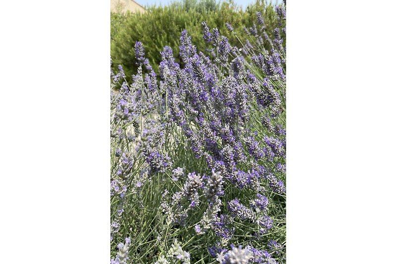 Garten mit blühendem Lavendel