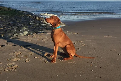 Strandoase Julianadorp