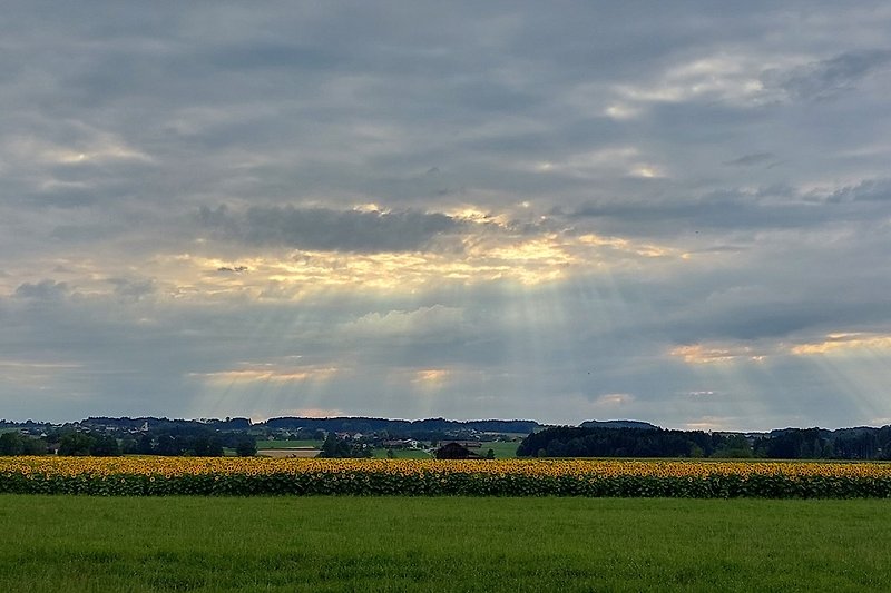 Panorama Sonnenblumen
