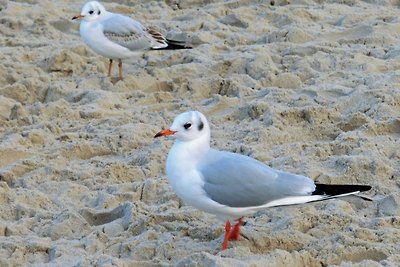 Fewo 08 Strandgut in Trassenheide