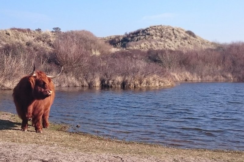 Schottischen Rinderherden  im Naturschutzgebiet