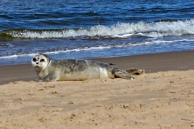 Ferienhaus Zwaan (2) Egmond aan Zee
