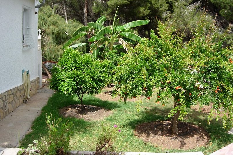 Gepflegter Garten mit Citrusbäumen